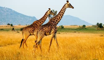 5th Day: Maasai Mara National Reserve