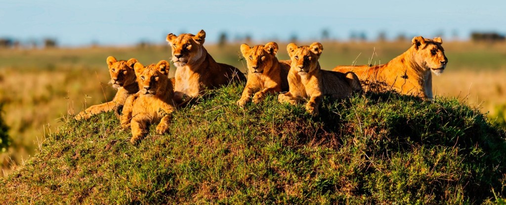 5th Day: Maasai Mara National Reserve